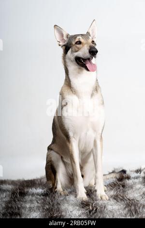American Wolfhound Foto Stock