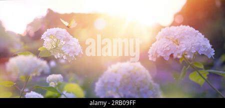 Parco dei fiori estivo, rosa con luce del sole mattutino, idilliaco sfondo primaverile con cespugli in fiore e farfalle volanti nel giardino. Rosa Morning Sun Foto Stock