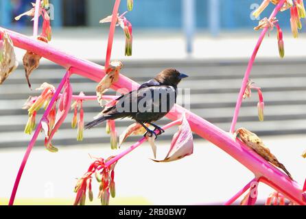 Maschio adulto cowbird dalla testa marrone Molothrus ater covata parassita itterid Bird sul ramo di una Beschorneria Albiflora San Francisco California USA Foto Stock