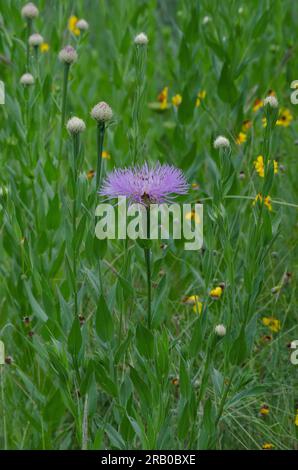 American Starthistle, Plectocephalus americanus Foto Stock