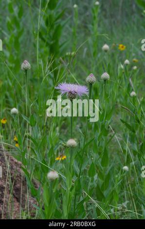 American Starthistle, Plectocephalus americanus Foto Stock