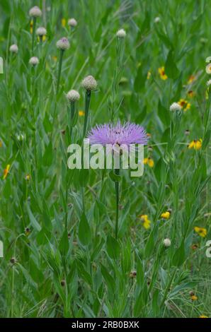 American Starthistle, Plectocephalus americanus Foto Stock