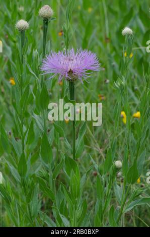 American Starthistle, Plectocephalus americanus Foto Stock