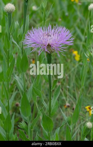 American Starthistle, Plectocephalus americanus Foto Stock