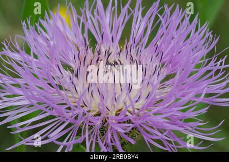 American Starthistle, Plectocephalus americanus Foto Stock