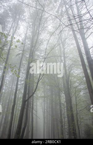 Mattinata mistica nei boschi: Nebbia di prima mattina sul sentiero escursionistico Goldsteig nella foresta bavarese tra Grainet e Haidmühle Foto Stock