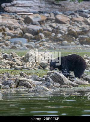 L'orso nero americano (Ursus americanus) sull'isola di Vancouver alla ricerca di cibo allo Shoreline Foto Stock