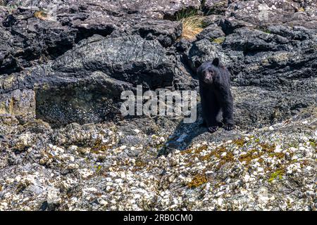 L'orso nero americano (Ursus americanus) sull'isola di Vancouver alla ricerca di cibo allo Shoreline Foto Stock