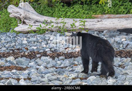 L'orso nero americano (Ursus americanus) sull'isola di Vancouver alla ricerca di cibo allo Shoreline Foto Stock
