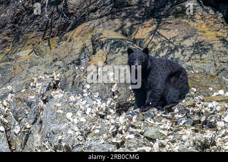 L'orso nero americano (Ursus americanus) sull'isola di Vancouver alla ricerca di cibo allo Shoreline Foto Stock