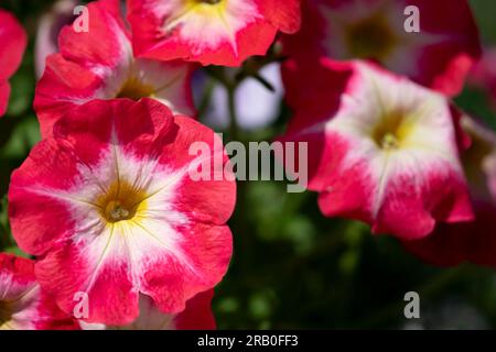 Primo piano di una petunia rossa e bianca Foto Stock