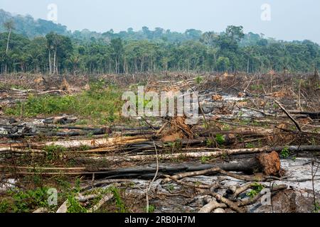 Deforestazione nella foresta pluviale amazzonica. Tronchi di alberi abbattuti da taglialegna illegali e foreste sullo sfondo. Brasile. Ecologia, ambiente, CO2. Foto Stock