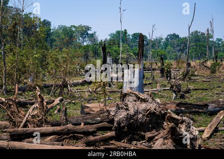 Deforestazione nella foresta pluviale amazzonica. Tronchi di alberi abbattuti da taglialegna illegali e foreste sullo sfondo. Brasile. Ecologia, ambiente, CO2. Foto Stock