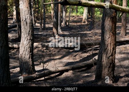 Tra la città di Luckenwalde e Forst Zinna, 5 giugno 2023, Germania, molti piccoli incendi boschivi, il pavimento della foresta è bruciato, la polizia assume incendi dolosi, il dipartimento investigativo penale sta indagando Foto Stock