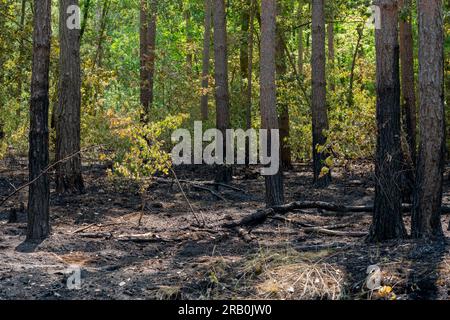 Tra la città di Luckenwalde e Forst Zinna, 5 giugno 2023, Germania, molti piccoli incendi boschivi, il pavimento della foresta è bruciato, la polizia assume incendi dolosi, il dipartimento investigativo penale sta indagando Foto Stock