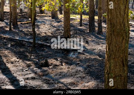 Tra la città di Luckenwalde e Forst Zinna, 5 giugno 2023, Germania, molti piccoli incendi boschivi, il pavimento della foresta è bruciato, la polizia assume incendi dolosi, il dipartimento investigativo penale sta indagando Foto Stock