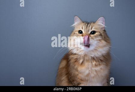 gatto siberiano affamato leccando sopra la bocca ed il naso guardando al lato. studio girato su sfondo grigio con spazio di copia Foto Stock