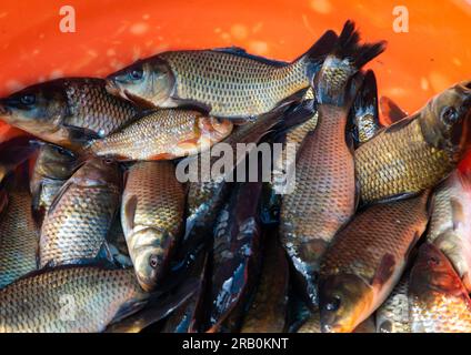 Pesci del lago dal in vendita nel mercato, Jammu e Kashmir, Srinagar, India Foto Stock