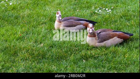 Due oche egiziane (Alopochen aegyptiaca) che riposano sull'erba a Victoria Embankment, Londra, Regno Unito Foto Stock