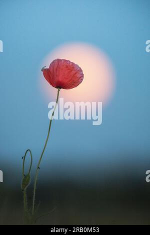 Fiore di papavero in contrasto con la luna Foto Stock