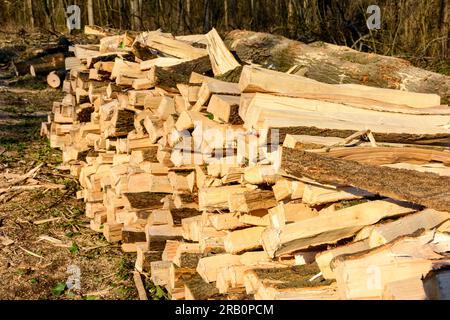 Foresta, legna da ardere impilata. Foto Stock