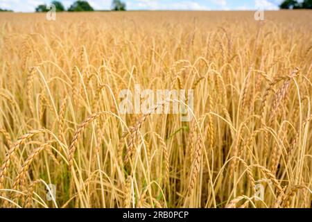 Campo di farro maturo Foto Stock