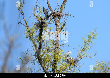 Airone grigio (Ardea cinerea) anche airone, vista di un nido con giovani aironi grigi. Foto Stock