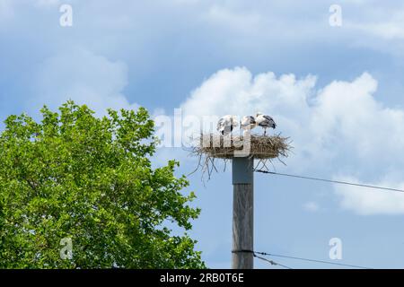 La cicogna bianca ( Ciconia ciconia ) specie di uccelli della famiglia delle cicogne ( Ciconiidae ) coppia di cicogna bianca nel loro nido Foto Stock