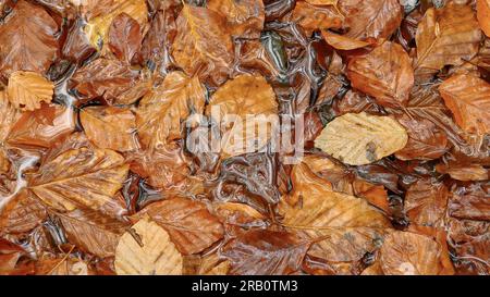 Foglie di faggio in autunno, Freudenburg, Saargau, Renania-Palatinato, Germania Foto Stock