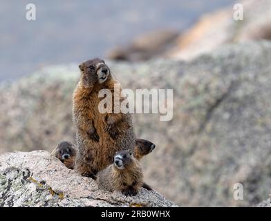 Famiglia di marmotte con abbellimenti gialli sul belvedere delle montagne Foto Stock