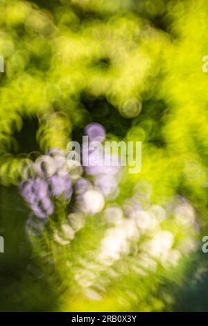 Sfondo dalla natura, bokeh naturale dalla foresta Foto Stock