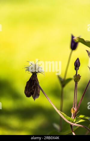 pianta sbiadita, clematis, sfondo verde, simbolo, bellezza in decadimento Foto Stock