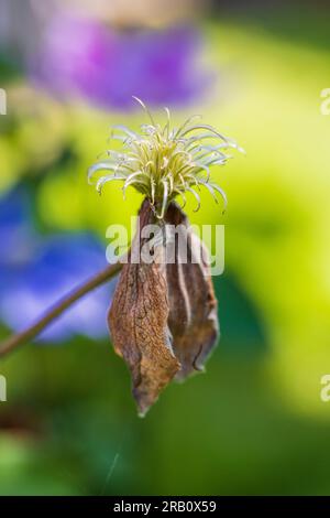 pianta sbiadita, clematis, sfondo verde, simbolo, bellezza in decadimento Foto Stock