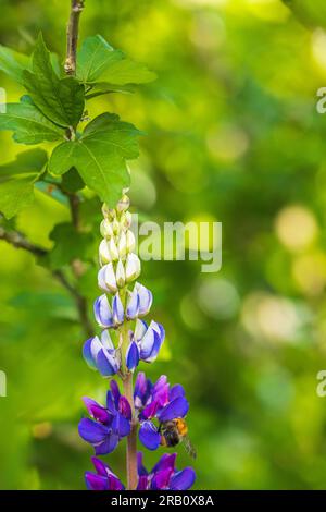 Lupinus polifyllus, infiorescenza, closeup Foto Stock