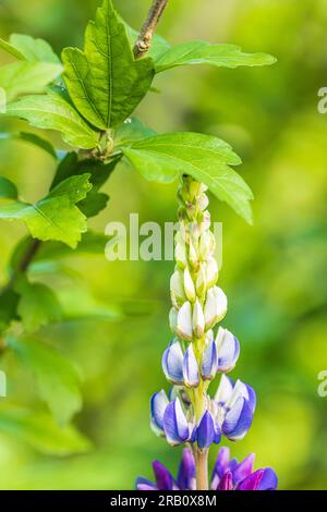 Lupinus polifyllus, infiorescenza, closeup Foto Stock