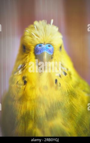 Dettaglio ravvicinato del naso blu di un budgie giallo con alcuni dettagli in nero e il resto dell'immagine sfocata. Foto Stock