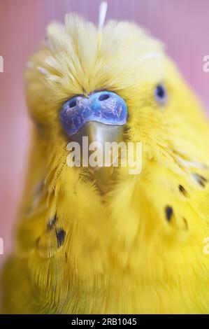 Dettaglio ravvicinato del naso blu di un budgie giallo con alcuni dettagli in nero e il resto dell'immagine sfocata. Foto Stock