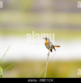 Cape Robin-Chat (Cossypha caffra), piumaggio per adulti, Hermanus, Sudafrica Foto Stock