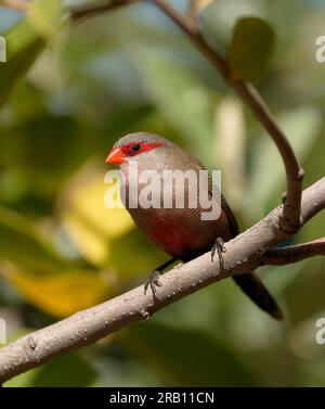 Mucca di cera comune (Estrilda astrild), piumaggio adulto, Hermanus, Sudafrica Foto Stock