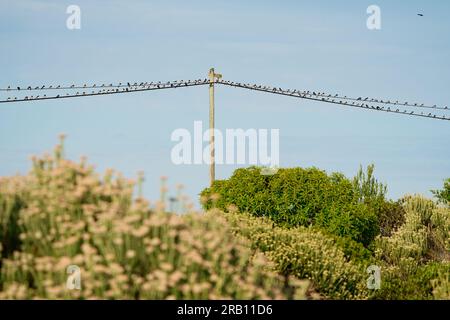 Barn Swallows (Hirundo rustica) si riunisce prima della migrazione verso l'emisfero settentrionale, Hermanus, Sudafrica Foto Stock