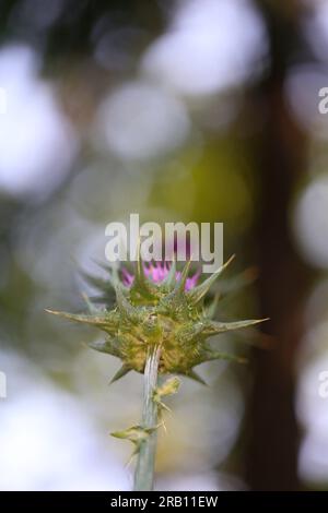 Cardo (Silybum marianum) Foto Stock