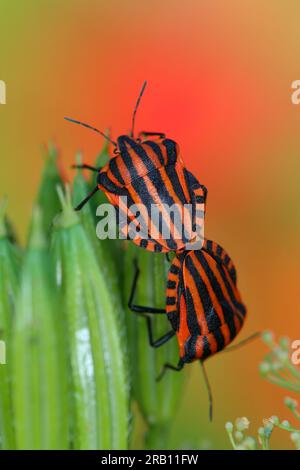 Insetti striati (Graphosoma italicum) che si accoppiano su spina dorsale (Myrrhis odorata) Foto Stock