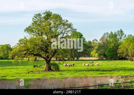 Marchegg, cavalli Konik nella zona umida Europaschutzgebiete March-Thaya-Auen (aree protette europee) a Weinviertel, bassa Austria, Austria Foto Stock