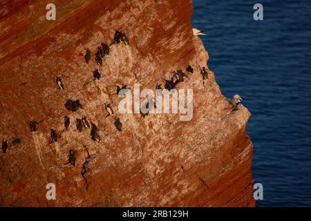 Germania, Mare del Nord, Helgoland, guillemot, guillemot, Uria aalge, uccello roccia, colonia Foto Stock