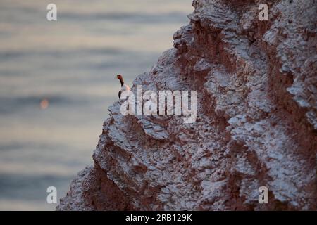 Germania, Mare del Nord, Helgoland, guillemot, guillemot, Uria aalge Foto Stock