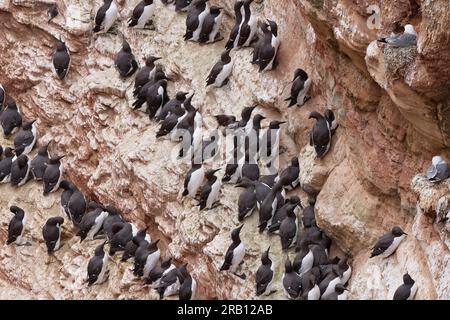 Germania, Mare del Nord, Helgoland, guillemot, guillemot, Uria aalge, uccello roccia, colonia Foto Stock