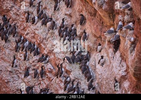 Germania, Mare del Nord, Helgoland, guillemot, guillemot, Uria aalge, uccello roccia, colonia Foto Stock