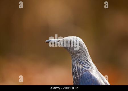 Starling Onychognathus morio 15670 femminile con ali rosse Foto Stock