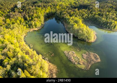Europa, Polonia, voivodato Warmian-Masurian, la Terra dei grandi Laghi Masuriani, lago Krutynskie Foto Stock