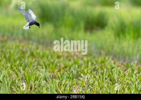 Summer Plumaged Adult Black Tern, Chlidonias niger, a Groningen, Paesi Bassi. Foto Stock